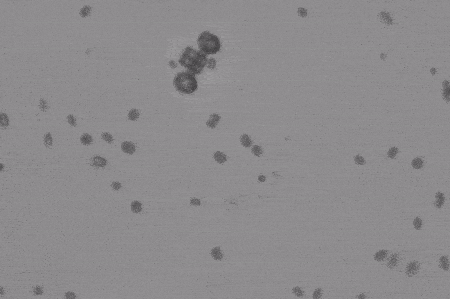 Ученым удалось &laquo;запрячь&raquo; одноклеточные водоросли в самую маленькую в мире колесницу