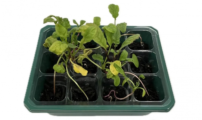 &laquo;Умная почва&raquo; улучшает рост растений почти на 140%, снижая при этом расход воды на 40%