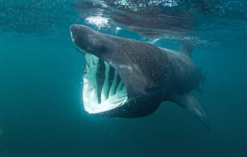 Впервые изучены последствия столкновения редкой исполинской акулы с кораблем