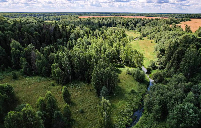 Ботаники выяснили, что тюльпанные деревья вырабатывают неизвестный тип древесины