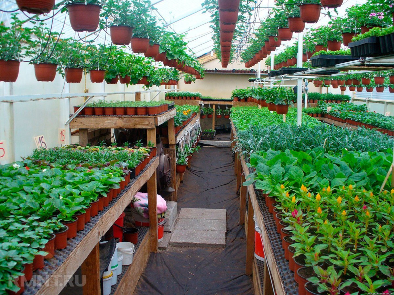 Энергоэффективные теплицы: как снизить расходы на отопление