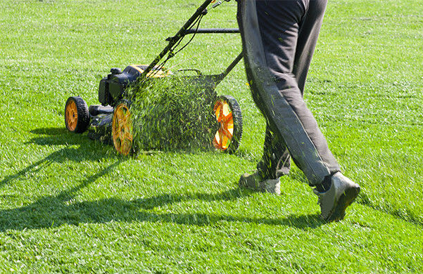 Газонокосилки: Бензиновая или Электрическая — Какую Выбрать в 2024 Году?