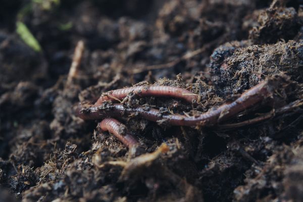Ученые выяснили, смогут ли люди прокормиться дождевыми червями в случае ядерной войны