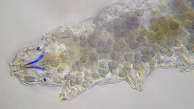 На Земле Франца-Иосифа впервые обнаружили тихоходок