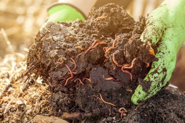 Ученые назвали главную глобальную угрозу для всех подземных организмов