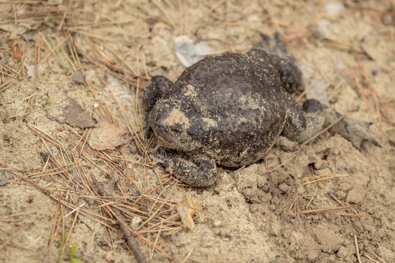 Ученый объяснил, почему теории по оживлению мёртвых неправдоподобны