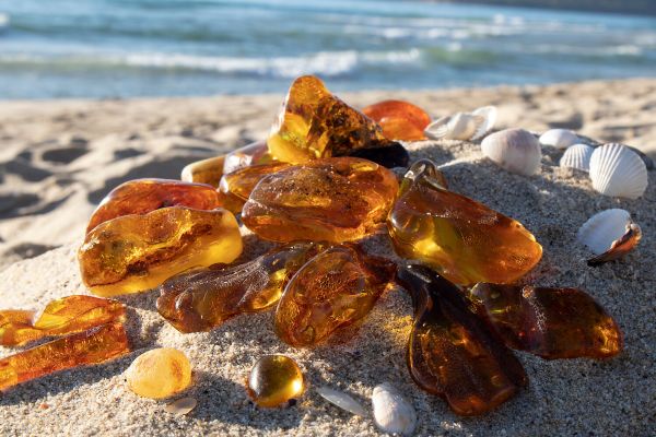 В балтийском янтаре обнаружили неизвестный вид осы