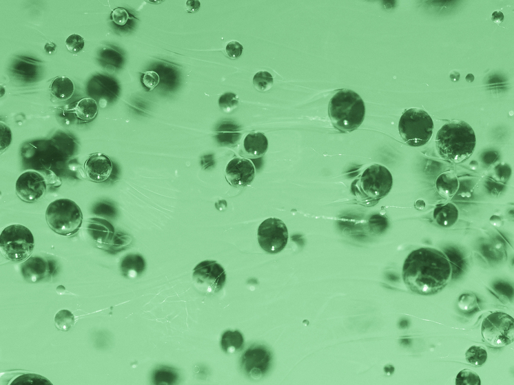 Появившиеся после ураганов редкие плотоядные бактерии убили уже более десятка человек