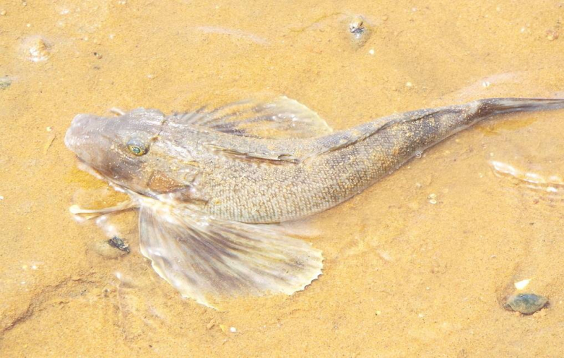 В "ногах" тропических рыб-петухов обнаружили вкусовые рецепторы