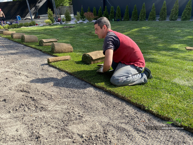 Какой газон лучше или правильное устройство лужайки, компания Экомир
