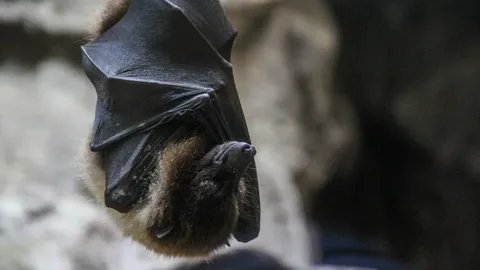 Обмен вирусами летучих мышей наиболее вероятен между западом России и&nbsp;странами Европы