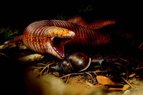 Ученые обнаружили вымерший прообраз гигантского песчаного червя из «Дюны»