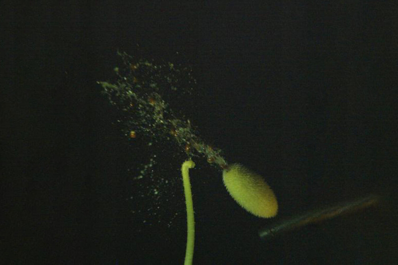 Ученые раскрыли многовековой секрет извержения семян бешеного огурца