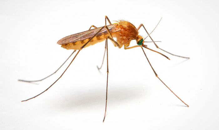 Вакцину от малярии впервые успешно доставили через комариный укус