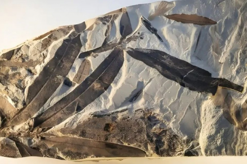 Обнаружено "инопланетное растение"