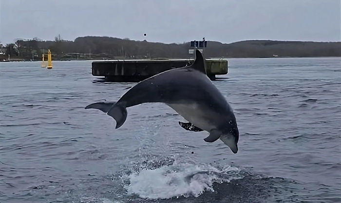 Самый &laquo;разговорчивый&raquo; дельфин в мире Делль ставит ученых в тупик