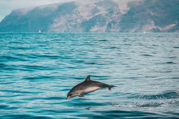 Ученые обнаружили загадочные разговоры в океане