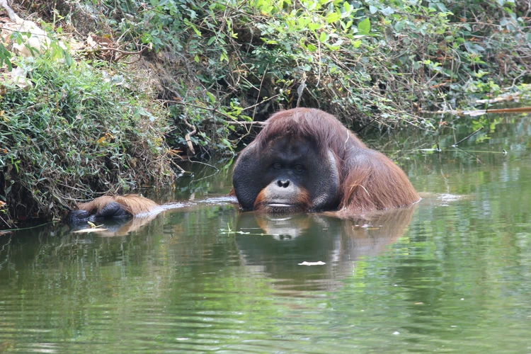 Почему у Homo sapiens вдруг удлинилось мужское достоинство: выявлен важный нюанс