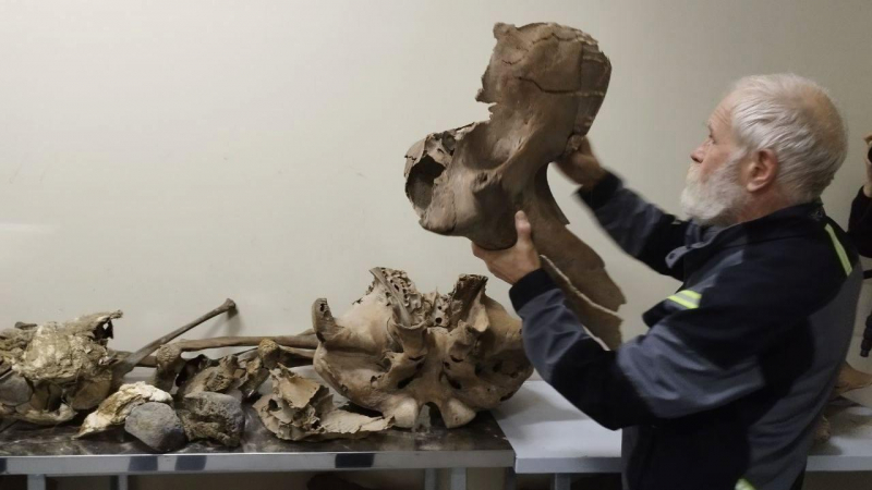 В Ленобласти начали реставрацию скелета ямальского мамонта