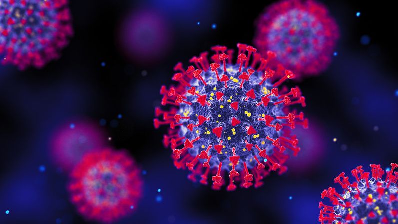 Cell: Обнаруженный у&nbsp;летучих мышей вирус несет в&nbsp;себе риск передачи человеку