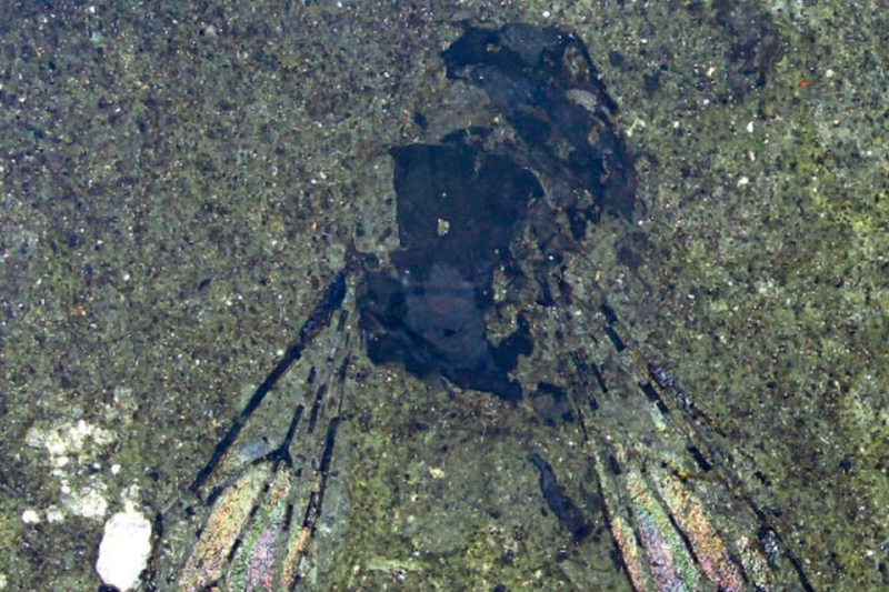 Ископаемая пчела возрастом 14,6 млн лет найдена в Новой Зеландии