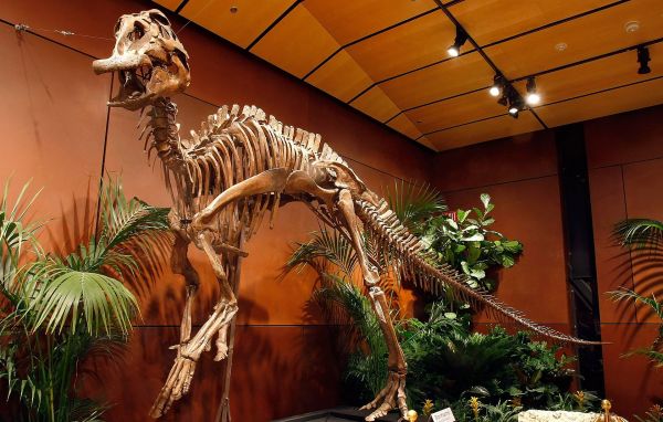 Найдено новое подтверждение миграции динозавров из Америки в Азию