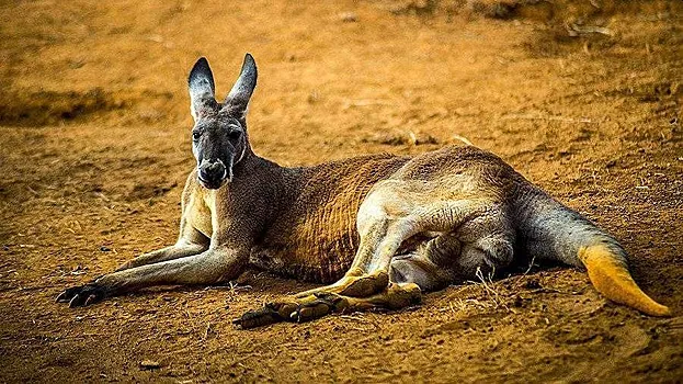 Ученые вырастили первый в&nbsp;мире эмбрион кенгуру с&nbsp;помощью ЭКО