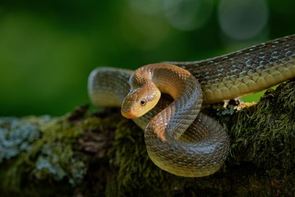 В Великобритании нашли змей, исчезнувших на островах 300 тыс. лет назад