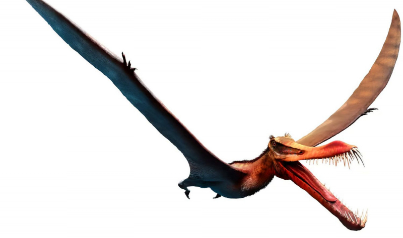 Вымершие птерозавры помогут в создании уникальных материалов для современной авиации