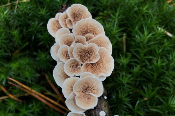 411 видам грибов грозит исчезновение, выяснили ученые