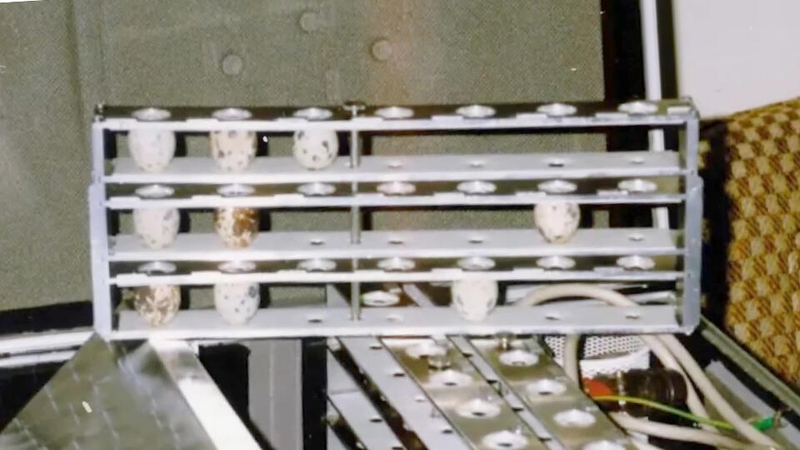 Почему птицы умирают в невесомости, а кошки чувствуют себя прекрасно