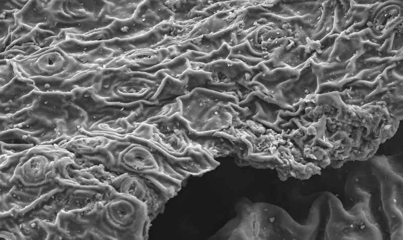 Процесс заваривания чая очищает воду от тяжелых металлов