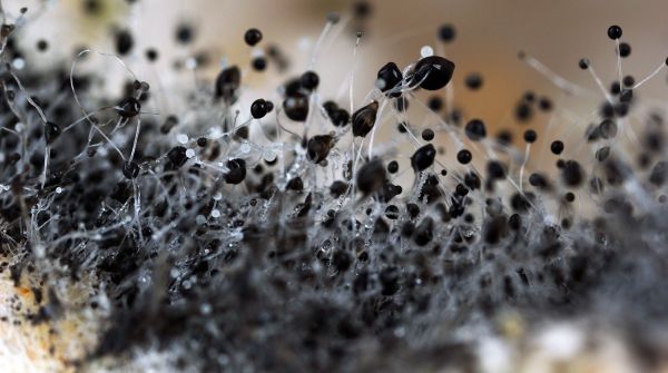 Самая опасная в мире плесень стала вдвое летальнее из-за фунгицидов, выяснили ученые