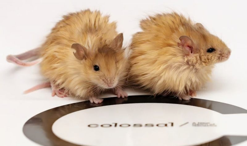 Создание шерстистой мыши приближает момент воскрешения мамонтов