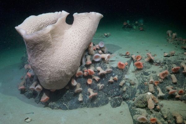 Ученые нашли процветающую экосистему под отколовшимся айсбергом в Антарктиде