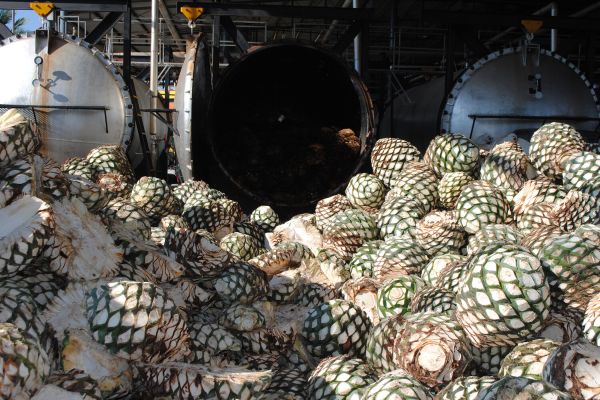 Ученые раскрыли, как растение агава переносит экстремальную засуху