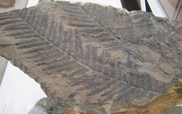 Ученые раскрыли секрет выживания растений при крупнейшем вымирании в истории Земли