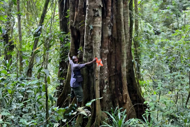 В Танзании нашли новый гигантский вид деревьев, который может жить 3000 лет