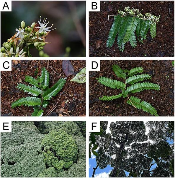 В Танзании нашли новый гигантский вид деревьев, который может жить 3000 лет
