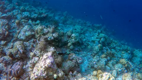 В Тихом океане найден самый большой в мире коралл, увидеть его можно из космоса