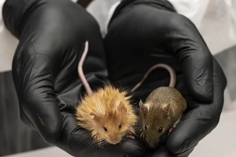 Воскрешая мамонтов: в США вывели мышей с шерстью вымерших млекопитающих
