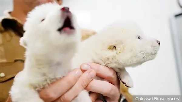 Американские генетики воссоздали лютоволка