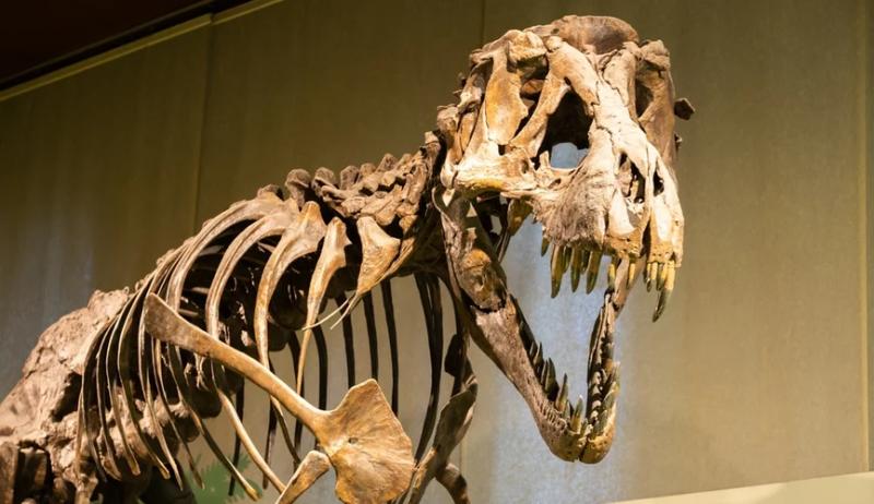 Британские ученые вырастят кожу тираннозавра из древнего коллагена