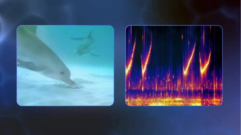 ИИ DolphinGemma от Google учится говорить на языке дельфинов
