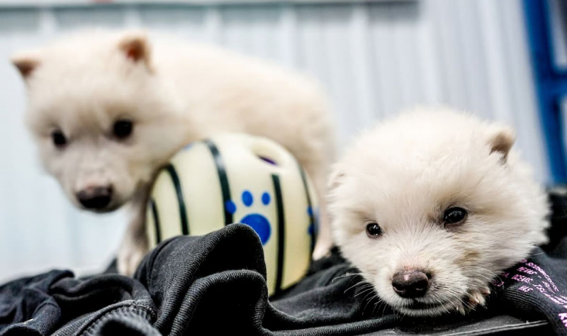 Компания Colossal Biosciences воскресила давно вымерших ужасных волков