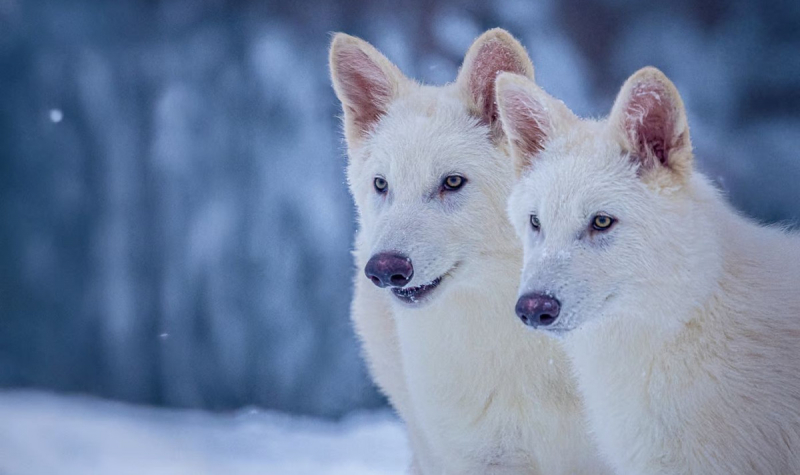 Компания Colossal Biosciences воскресила давно вымерших ужасных волков