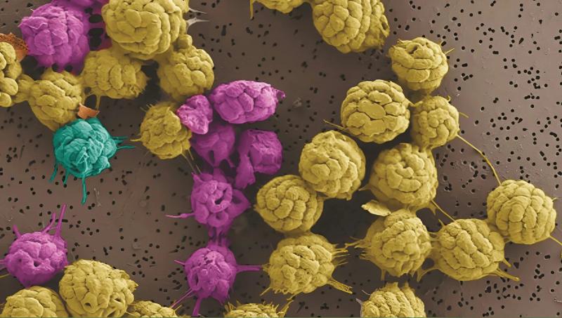 NASA изучает бактерии для поиска перехода жизни к многоклеточности: что известно