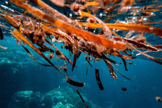 Обнаружены водоросли, которые поедают другие водоросли