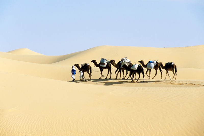 Расшифрованы древние геномы из &laquo;Зеленой Сахары&raquo;