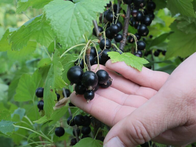 Саженцы смородины: как выбирать подходящие варианты для посадки и получения урожая